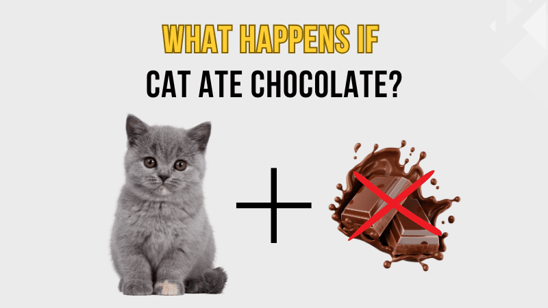 What Happens If Cat Ate Chocolate?