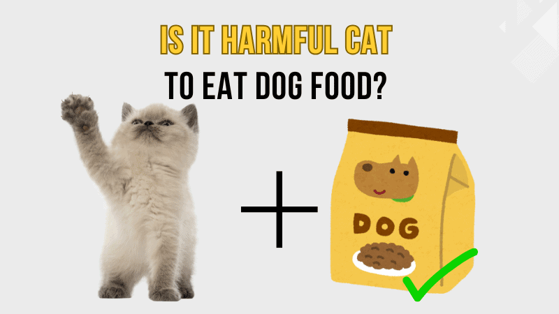 Is It Harmful for Cats to Eat Dog Food?
