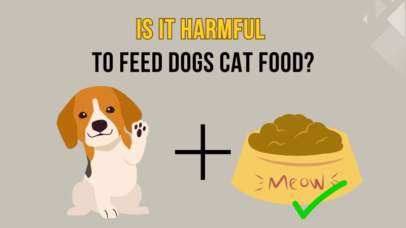 Is It Harmful to Feed Dogs Cat Food? Understanding the Risks and Differences