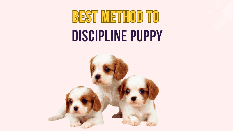 Best Method to Discipline Puppy