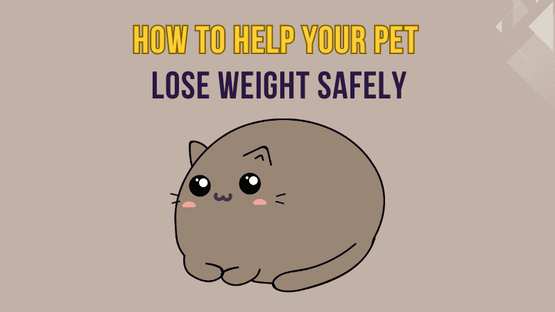 How to Help Your Pet Lose Weight Safely