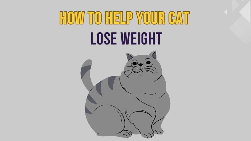 How to Help Your Cat Lose Weight