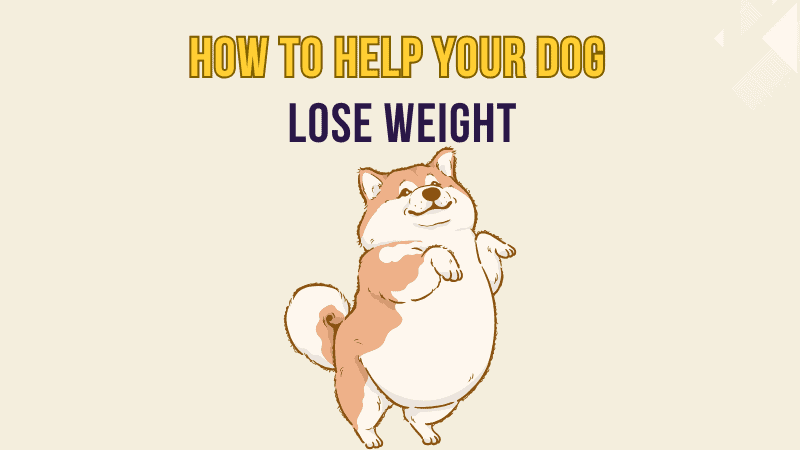 How to Help Your Dog Lose Weight