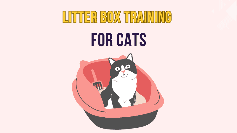 Tips on Litter Box Training for Cats: A Complete Guide for Cat Owners