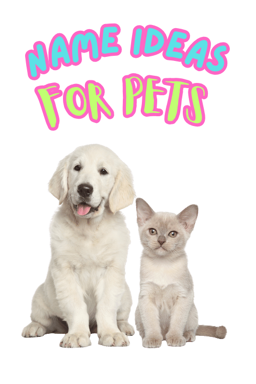 Idea name for pet 2