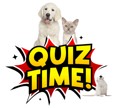 quiz time